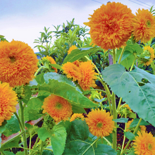 Load image into Gallery viewer, Teddy Bear Sunflower Seeds