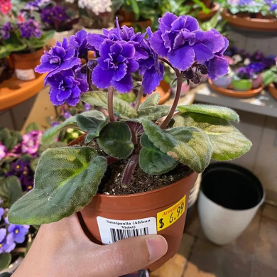 🔥Hot selling🌺African violet🌱easy to plant