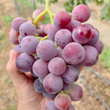 Load image into Gallery viewer, 🍇Midknight Beauty Grapes Seeds🌱