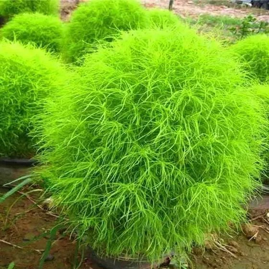 ✨High germination rate🌳High quality Kochia Scoparia seeds🌱