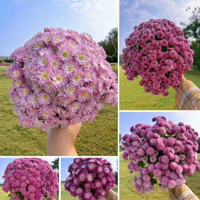 Colorful Chrysanthemum Mix