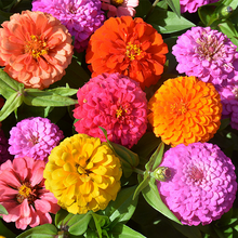 Load image into Gallery viewer, Zinnia Seeds-Double Flowered-Mixed Color