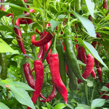 Load image into Gallery viewer, Beauty Chili Pepper🌶️Seeds-High Yield