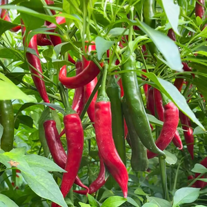 Beauty Chili Pepper🌶️Seeds-High Yield
