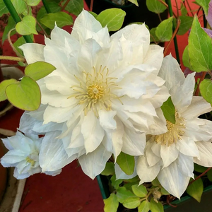 47%OFF🎉Mixed-Color Climbing Clematis Flower