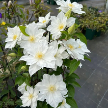 Load image into Gallery viewer, 47%OFF🎉Mixed-Color Climbing Clematis Flower