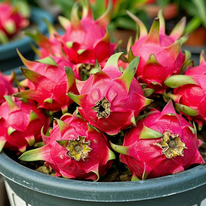 Bonsai Pitaya Seeds-Dragon Fruit