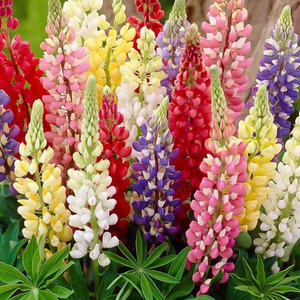 Lupine Flower Seeds - Mixed Color