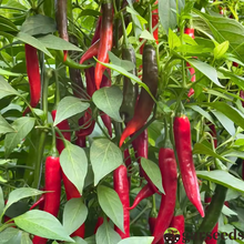 Load image into Gallery viewer, Beauty Chili Pepper🌶️Seeds-High Yield