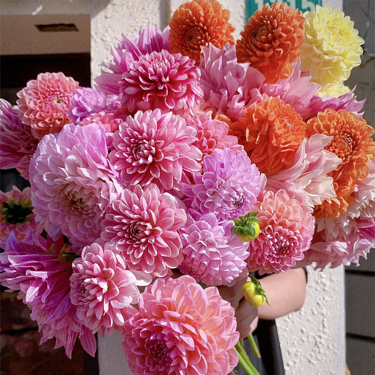 Dahlia Seeds - Mixed