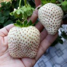 Load image into Gallery viewer, 【 Sweet and Juicy 】White Strawberry 🍓 Seeds