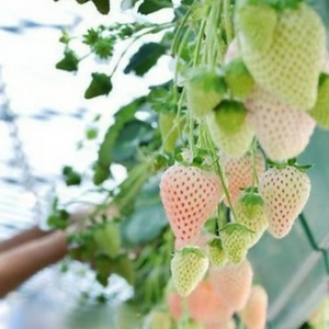 【 Sweet and Juicy 】White Strawberry 🍓 Seeds