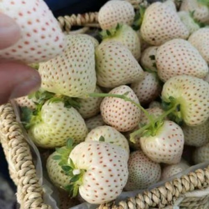 【 Sweet and Juicy 】White Strawberry 🍓 Seeds