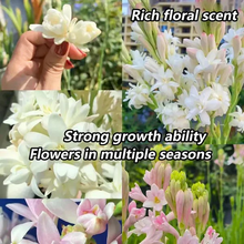 Load image into Gallery viewer, Double Petal Tuberose | Buy 1 Get 4 Free
