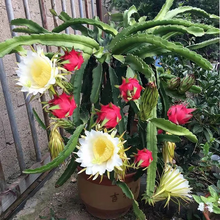 Load image into Gallery viewer, Bonsai Pitaya Seeds-Dragon Fruit