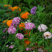 Load image into Gallery viewer, Mixed Dianthus/Sweet William Seed