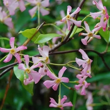 Load image into Gallery viewer, 🌸 Windmill Jasmine Seeds: Easy to Plant, Fill the Garden with Fragrance