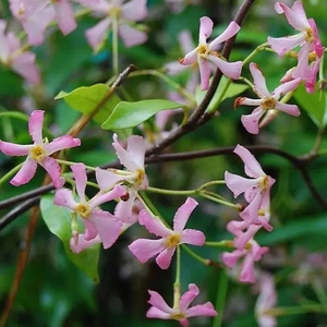 🌸 Windmill Jasmine Seeds: Easy to Plant, Fill the Garden with Fragrance