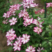 Load image into Gallery viewer, 47%OFF🎉Mixed-Color Climbing Clematis Flower