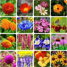 Load image into Gallery viewer, Mixed Perennial Flowers for All Seasons – 100+ Kinds