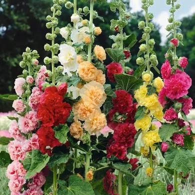 💐Seeds for hollyhocks with double flowers