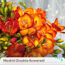 Load image into Gallery viewer, Freesia Bulbs