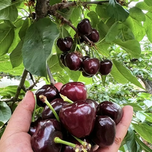 Load image into Gallery viewer, 🍒Rainier Cherry Fruit Seeds