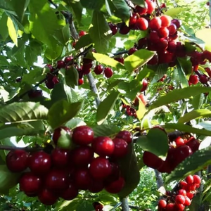 🍒Rainier Cherry Fruit Seeds