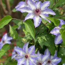 Load image into Gallery viewer, 47%OFF🎉Mixed-Color Climbing Clematis Flower