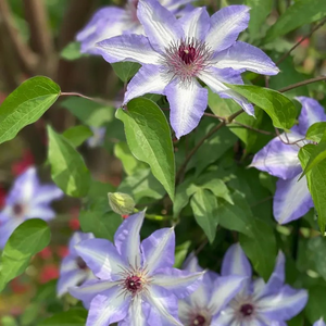 47%OFF🎉Mixed-Color Climbing Clematis Flower