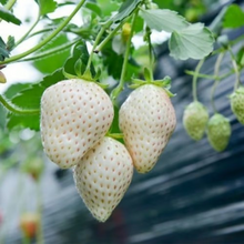 Load image into Gallery viewer, 【 Sweet and Juicy 】White Strawberry 🍓 Seeds