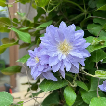 Load image into Gallery viewer, 47%OFF🎉Mixed-Color Climbing Clematis Flower