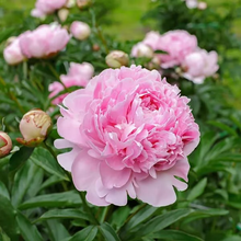 Load image into Gallery viewer, 🌺THE QUEEN OF FLOWERS—DOUBLE PETALED PIANI