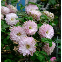 Load image into Gallery viewer, 47%OFF🎉Mixed-Color Climbing Clematis Flower