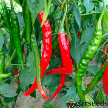 Load image into Gallery viewer, Beauty Chili Pepper🌶️Seeds-High Yield