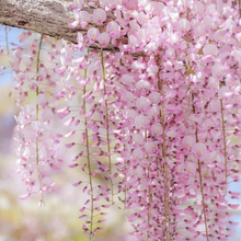 Load image into Gallery viewer, 🌸WISTERIA - THE GARDEN’S CASCADING BEAUTY ALL YEAR ROUND