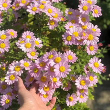 Load image into Gallery viewer, Pest Killer: Pyrethrum Daisy Seeds - Mixed Color