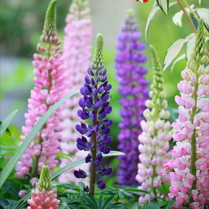 Lupine Flower Seeds - Mixed Color