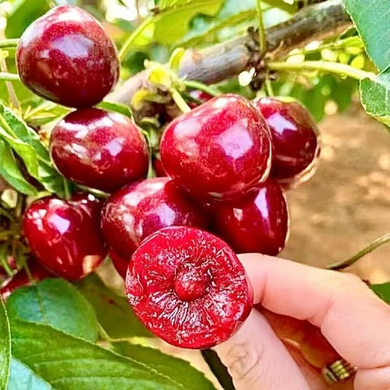 🍒Rainier Cherry Fruit Seeds