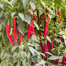 Load image into Gallery viewer, Beauty Chili Pepper🌶️Seeds-High Yield