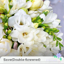 Load image into Gallery viewer, Freesia Bulbs