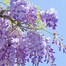 Load image into Gallery viewer, 🌸WISTERIA - THE GARDEN’S CASCADING BEAUTY ALL YEAR ROUND