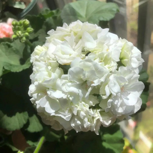 🌸 50%+ Discount for a Limited Time - Apple Blossom Geranium Seeds 🌸