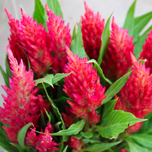 Load image into Gallery viewer, Plumed Castle Celosia Seeds