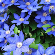 Load image into Gallery viewer, 47%OFF🎉Mixed-Color Climbing Clematis Flower