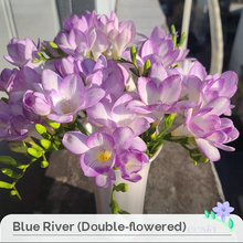 Load image into Gallery viewer, Freesia Bulbs