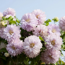 Load image into Gallery viewer, 47%OFF🎉Mixed-Color Climbing Clematis Flower