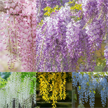 Load image into Gallery viewer, 🌸WISTERIA - THE GARDEN’S CASCADING BEAUTY ALL YEAR ROUND