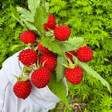 Load image into Gallery viewer, 🦄Raspberry seeds💖Healthy organic delicious raspberries