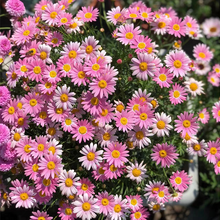 Load image into Gallery viewer, Pest Killer: Pyrethrum Daisy Seeds - Mixed Color